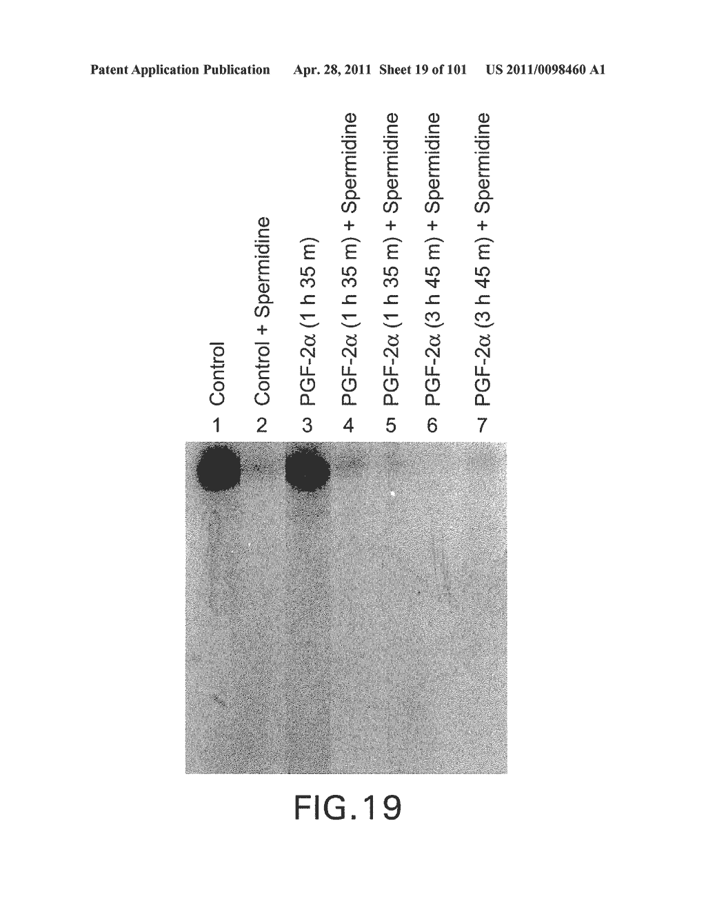 SiRNA Useful to Suppress expression of eIF-5A1 - diagram, schematic, and image 20