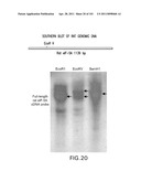 SiRNA Useful to Suppress expression of eIF-5A1 diagram and image