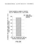 SiRNA Useful to Suppress expression of eIF-5A1 diagram and image