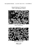 SiRNA Useful to Suppress expression of eIF-5A1 diagram and image