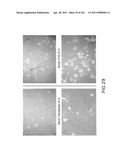 SiRNA Useful to Suppress expression of eIF-5A1 diagram and image