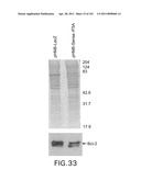 SiRNA Useful to Suppress expression of eIF-5A1 diagram and image