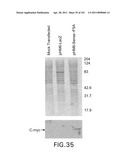 SiRNA Useful to Suppress expression of eIF-5A1 diagram and image