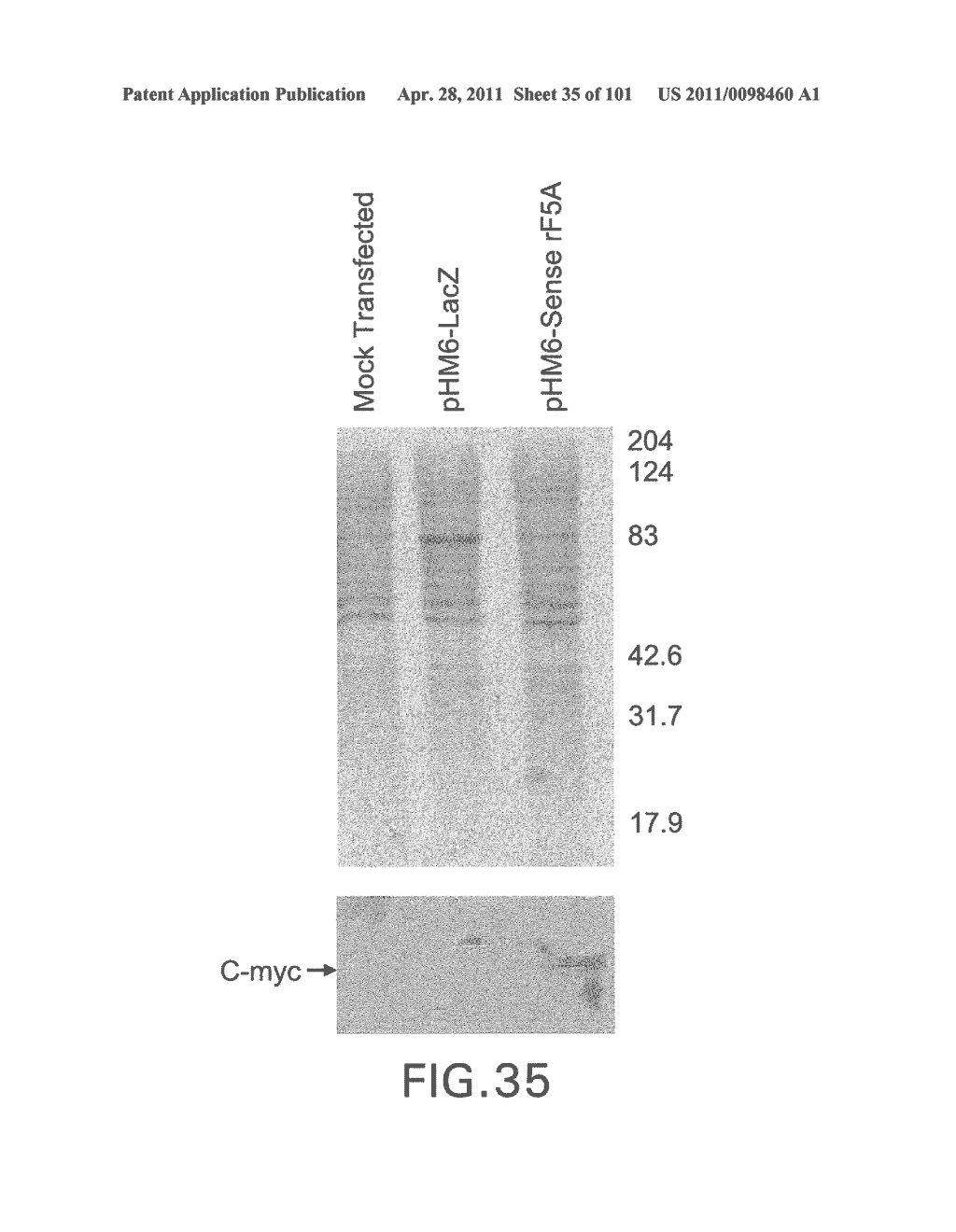 SiRNA Useful to Suppress expression of eIF-5A1 - diagram, schematic, and image 36