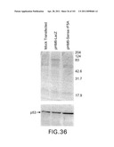 SiRNA Useful to Suppress expression of eIF-5A1 diagram and image