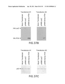 SiRNA Useful to Suppress expression of eIF-5A1 diagram and image