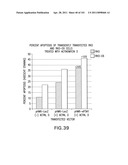 SiRNA Useful to Suppress expression of eIF-5A1 diagram and image