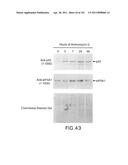 SiRNA Useful to Suppress expression of eIF-5A1 diagram and image