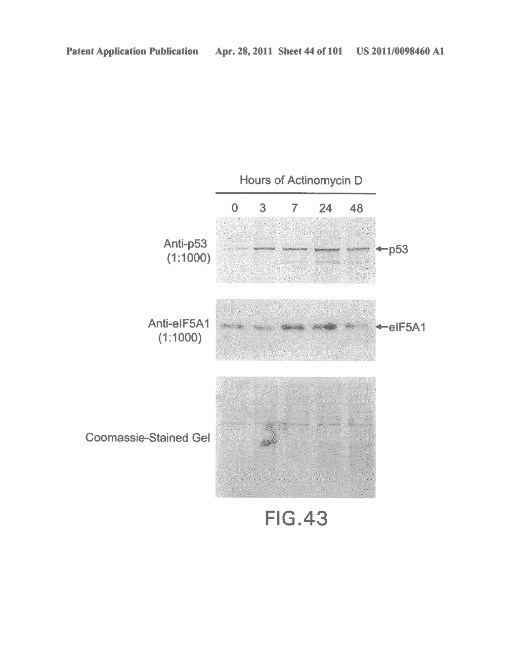 SiRNA Useful to Suppress expression of eIF-5A1 - diagram, schematic, and image 45