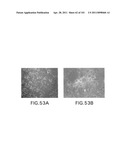 SiRNA Useful to Suppress expression of eIF-5A1 diagram and image