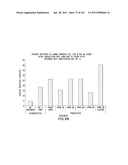 SiRNA Useful to Suppress expression of eIF-5A1 diagram and image