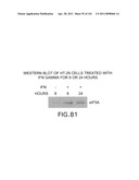 SiRNA Useful to Suppress expression of eIF-5A1 diagram and image