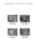 SiRNA Useful to Suppress expression of eIF-5A1 diagram and image