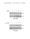 SiRNA Useful to Suppress expression of eIF-5A1 diagram and image