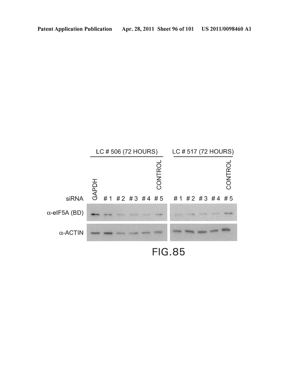 SiRNA Useful to Suppress expression of eIF-5A1 - diagram, schematic, and image 97