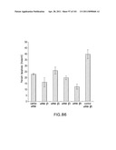 SiRNA Useful to Suppress expression of eIF-5A1 diagram and image