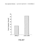 SiRNA Useful to Suppress expression of eIF-5A1 diagram and image