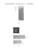 RECOMBINANT GENE WHICH ENHANCES THE ABILITY OF FISH TO TOLERATE LOW DISSOLVED OXYGEN STRESS AND THE USE THEREOF diagram and image