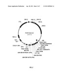 LEAFY COTYLEDON 1 TRANSCRIPTIONAL ACTIVATOR (LEC1) VARIANT POLYNUCLEOTIDES AND POLYPEPTIDES COMPOSITIONS AND METHODS OF INCREASING TRANSFORMATION EFFICIENCY diagram and image