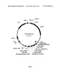 LEAFY COTYLEDON 1 TRANSCRIPTIONAL ACTIVATOR (LEC1) VARIANT POLYNUCLEOTIDES AND POLYPEPTIDES COMPOSITIONS AND METHODS OF INCREASING TRANSFORMATION EFFICIENCY diagram and image