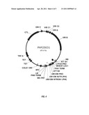 LEAFY COTYLEDON 1 TRANSCRIPTIONAL ACTIVATOR (LEC1) VARIANT POLYNUCLEOTIDES AND POLYPEPTIDES COMPOSITIONS AND METHODS OF INCREASING TRANSFORMATION EFFICIENCY diagram and image