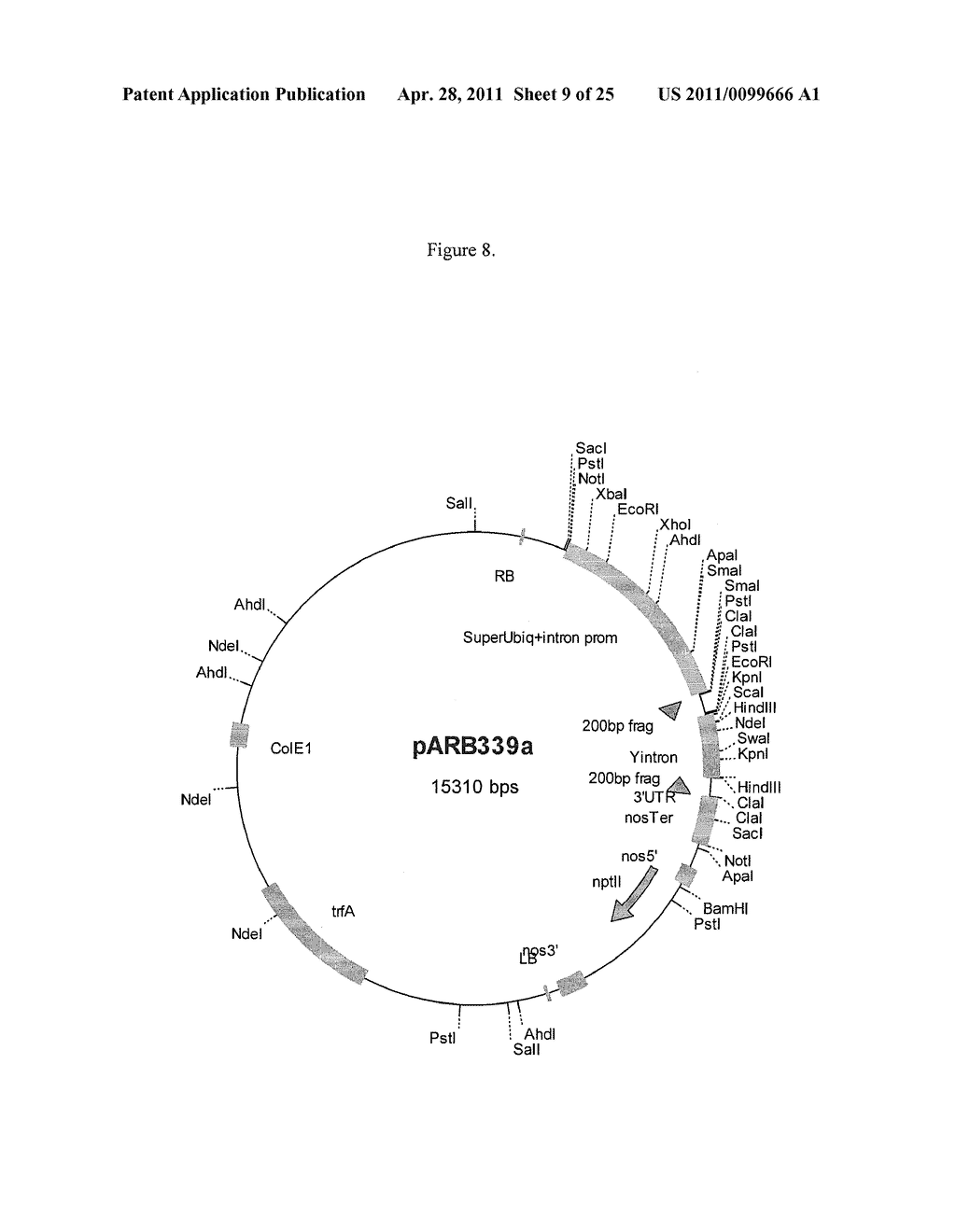 MODIFICATION OF PLANT LIGNIN CONTENT - diagram, schematic, and image 10