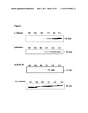 Biomarkers for Head-And-Neck Cancers and Precancers diagram and image