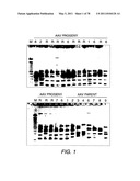 Directed Evolution and In Vivo Panning of Virus Vectors diagram and image