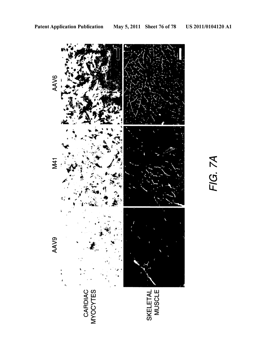 Directed Evolution and In Vivo Panning of Virus Vectors - diagram, schematic, and image 77