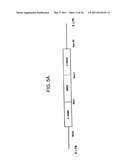 T CELL RECEPTORS AND RELATED MATERIALS AND METHODS OF USE diagram and image