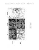 METHODS AND COMPOSITIONS FOR INDUCING BROWN ADIPOGENESIS diagram and image