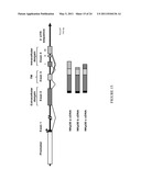 Natural Killer p30 (NKp30) Dysfunction and the Biological Applications Thereof diagram and image