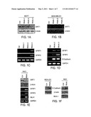 HISTONE DEACETYLASE INHIBITORS, COMBINATION THERAPIES AND METHODS OF USE diagram and image