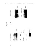 CONSENSUS SEQUENCES OF CHIKUNGUNYA VIRAL PROTEINS, NUCLEIC ACID MOLECULES ENCODING THE SAME, AND COMPOSITIONS AND METHODS FOR USING THE SAME diagram and image