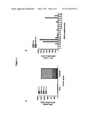 CONSENSUS SEQUENCES OF CHIKUNGUNYA VIRAL PROTEINS, NUCLEIC ACID MOLECULES ENCODING THE SAME, AND COMPOSITIONS AND METHODS FOR USING THE SAME diagram and image