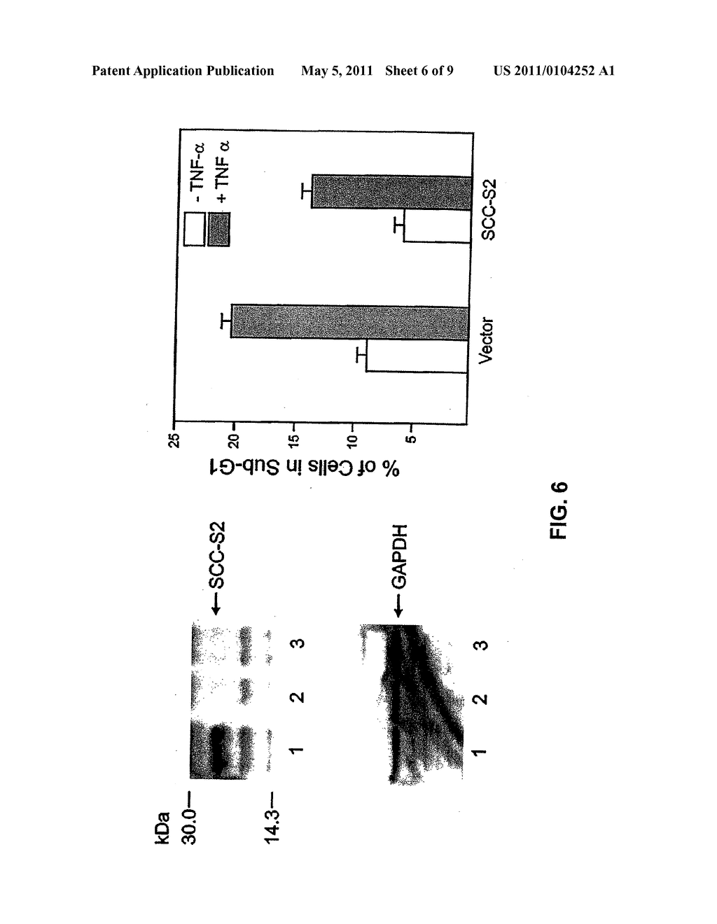 ANTI-APOPTOTIC GENE SCC-S2 AND DIAGNOSTIC AND THERAPEUTIC USES THEREOF - diagram, schematic, and image 07