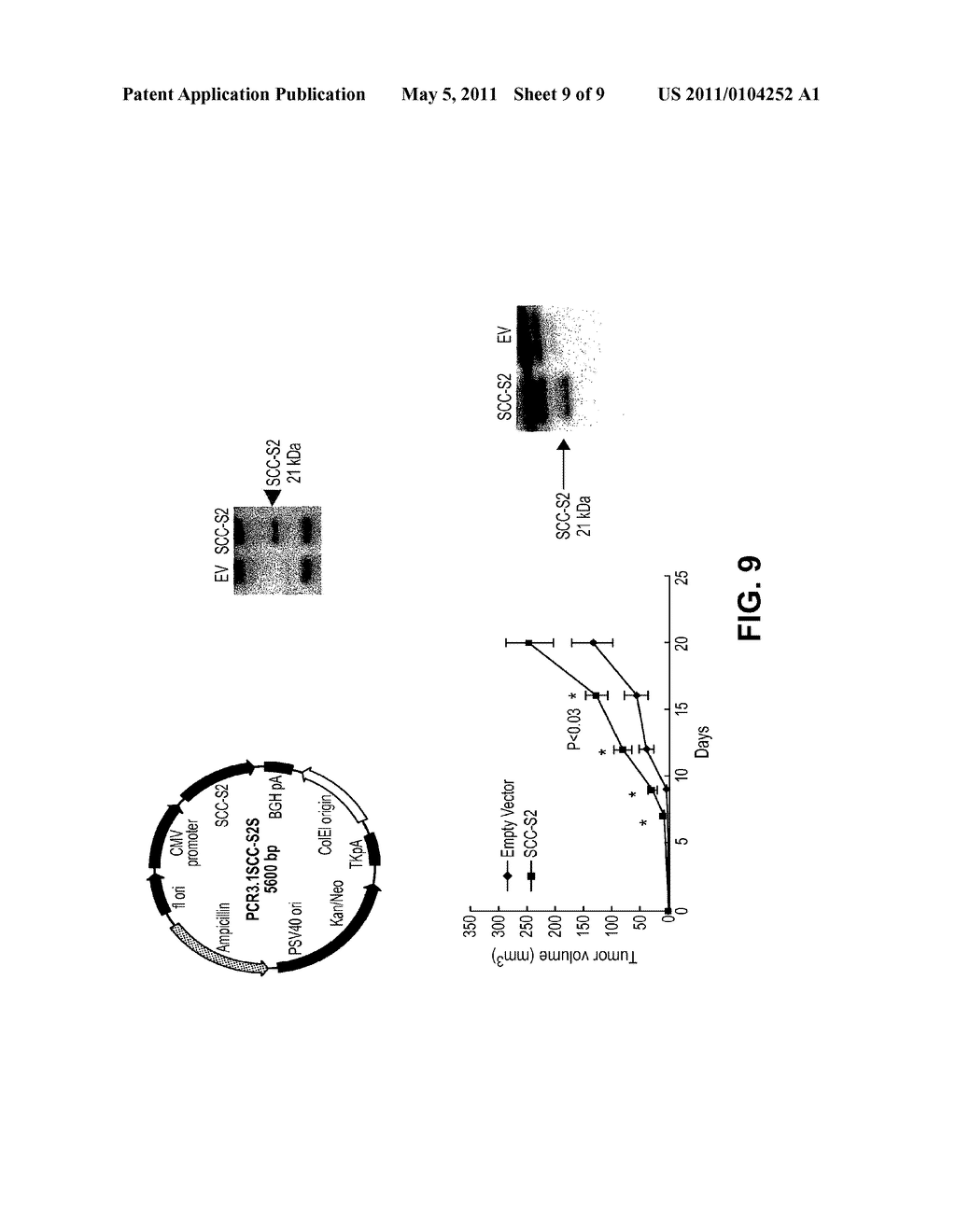 ANTI-APOPTOTIC GENE SCC-S2 AND DIAGNOSTIC AND THERAPEUTIC USES THEREOF - diagram, schematic, and image 10