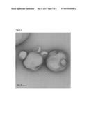 TECHNIQUE FOR DRUG AND GENE DELIVERY TO THE CELL CYTOSOL diagram and image