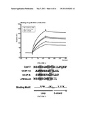 CLAUDIN-4 BINDING PEPTIDES, COMPOSITIONS AND METHODS OF USE diagram and image