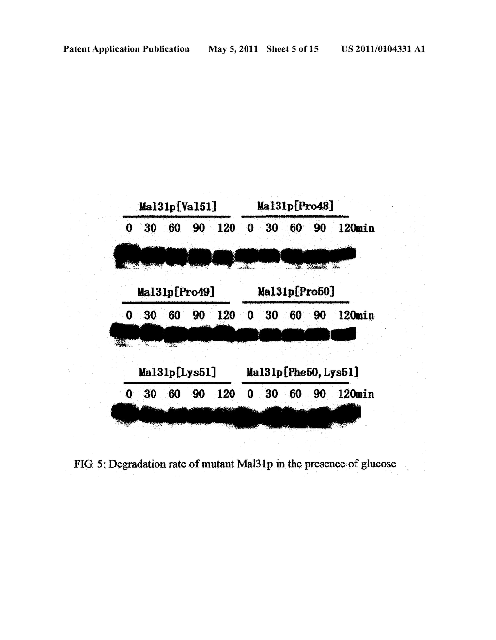 GLUCOSE-INDUCED INACTIVATION/DEGRADATION-RESISTANT TRANSPORTER GENE AND USE THEREOF - diagram, schematic, and image 06