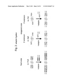 SELECTIVE RESTRICTION FRAGMENT AMPLIFICATION: FINGERPRINTING diagram and image