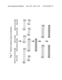 SELECTIVE RESTRICTION FRAGMENT AMPLIFICATION: FINGERPRINTING diagram and image