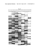 SELECTIVE RESTRICTION FRAGMENT AMPLIFICATION: FINGERPRINTING diagram and image