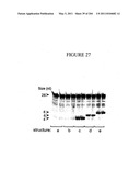 RNA DETECTION ASSAYS diagram and image