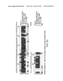 NOVEL KINASES AND USES THEREOF diagram and image