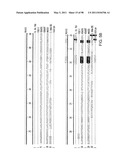 NOVEL KINASES AND USES THEREOF diagram and image