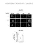 PRODUCTS AND PROCESSES FOR MODULATING PEPTIDE-PEPTIDE BINDING DOMAIN INTERACTIONS diagram and image