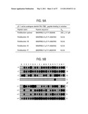 PRODUCTS AND PROCESSES FOR MODULATING PEPTIDE-PEPTIDE BINDING DOMAIN INTERACTIONS diagram and image