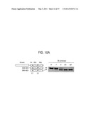 PRODUCTS AND PROCESSES FOR MODULATING PEPTIDE-PEPTIDE BINDING DOMAIN INTERACTIONS diagram and image