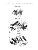 PRODUCTS AND PROCESSES FOR MODULATING PEPTIDE-PEPTIDE BINDING DOMAIN INTERACTIONS diagram and image